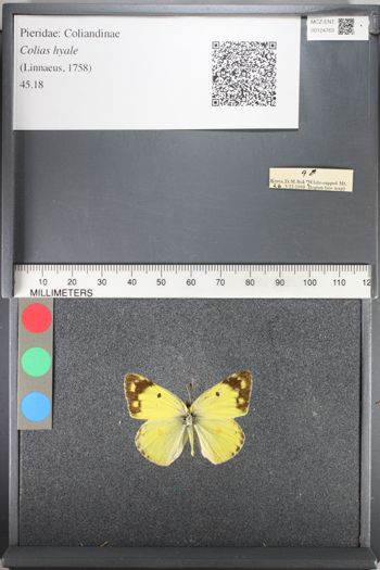 Media type: image;   Entomology 124763